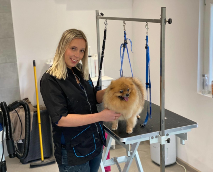 Toilettage d'un chien chez Laure Toilettage